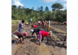 Image DES SEMENCES POUR LA VIE À MADAGASCAR