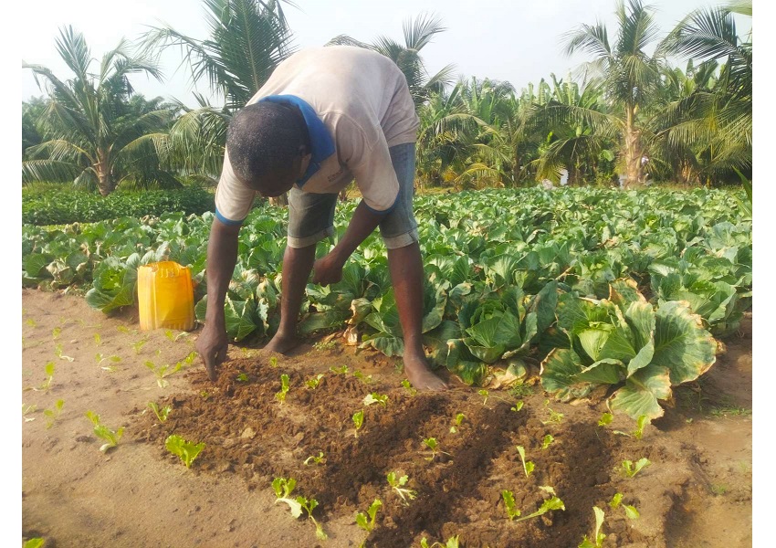 Image AGROÉCOLOGIE FRANCO-BÉNINOISE