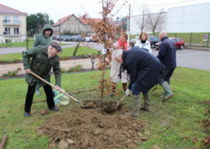 Image DE NOUVEAUX ARBRES DANS LA VILLE