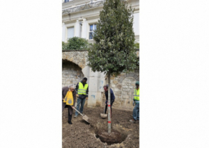 Image UN CHÊNE VERT À MONTMARTRE