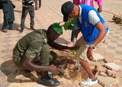 Image Des arbres plantés à Dakar 